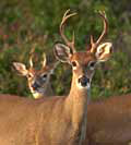 Deer Deer