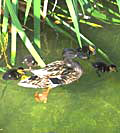 Ducks Ducks