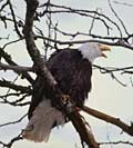 Eagle Eagle
