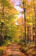 Fall Fall