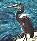 Heron Heron